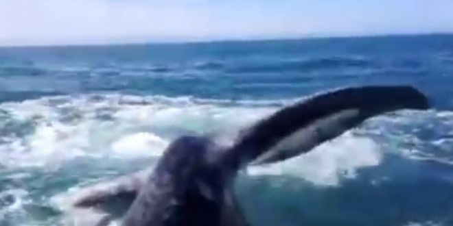 Frappée à la tête par la queue d’une baleine