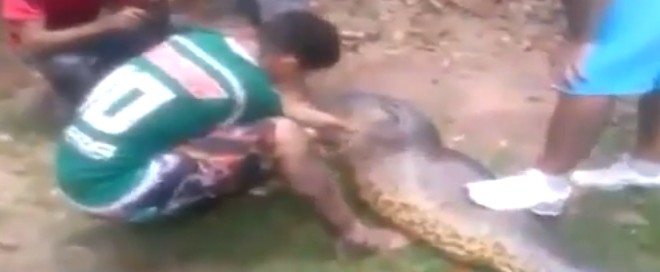 Un pitbull retrouvé dans le ventre d’un anaconda