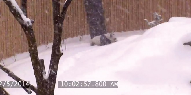 Un panda s’amuse dans la neige à Toronto