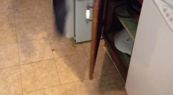 Un chat intelligent monte sur le comptoir