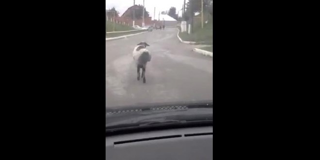 Un mouton roule du cul