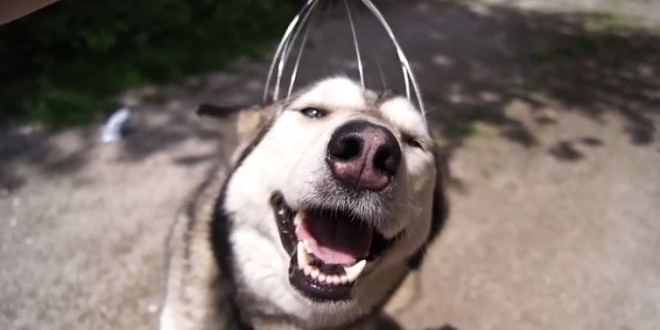 Un husky qui aime se faire masser la tête