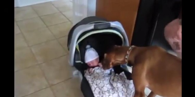 Première rencontre entre des chiens et des bébés
