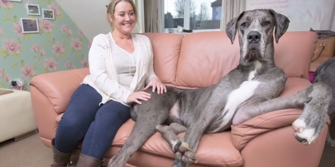Freddy, le plus grand chien de Grande-Bretagne