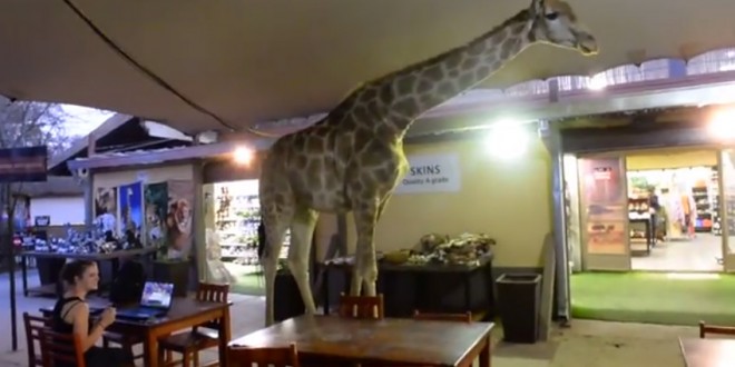 Une girafe traverse un restaurant (Afrique du Sud)