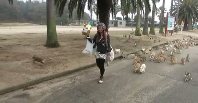 L’île aux lapins sauvages au Japon