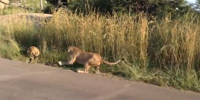 Une lionne attaque un jeune lion pour protéger son petit