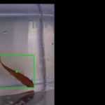 poisson-rouge-pilote-aquarium-sur-roues