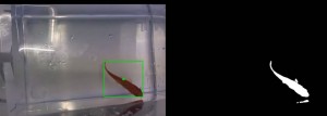 poisson-rouge-pilote-aquarium-sur-roues
