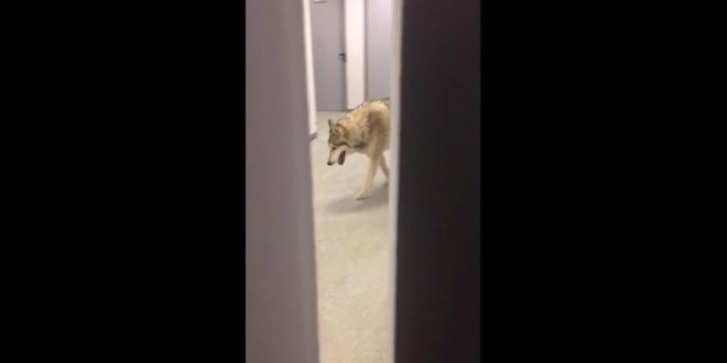 Une athlète filme un loup dans son hôtel