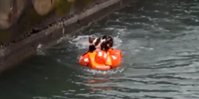 Un marin sauve un chat bloqué sous un bateau