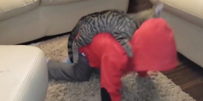 Un chat fait une balade sur le dos d’un enfant