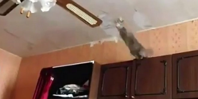 Des chats qui ne savent pas sauter