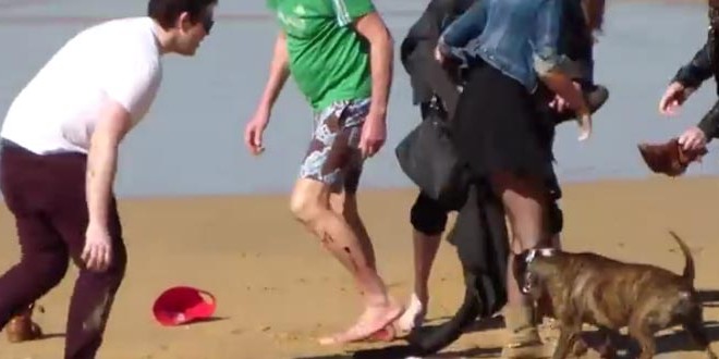 Un chien attaque des passants sur une plage