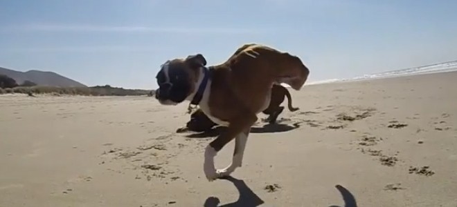 Un chien à deux pattes se promène à la plage