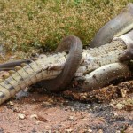 crocodile-serpent-combat-mange-australie