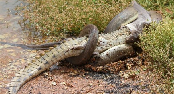Un énorme serpent mange un crocodile