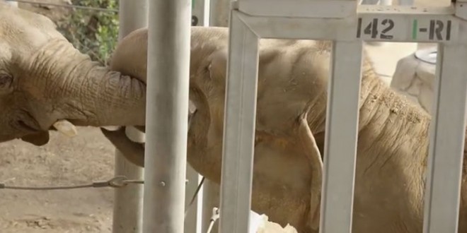 Des éléphants se rencontrent pour la première fois