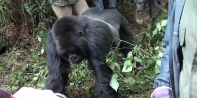 Un gorille attaque un touriste