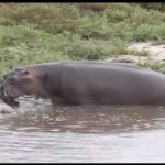 hippopotame-sauve-gnou-eau-safari-savane