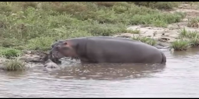Un gnou attaqué par un crocodile sauvé par un hippopotame
