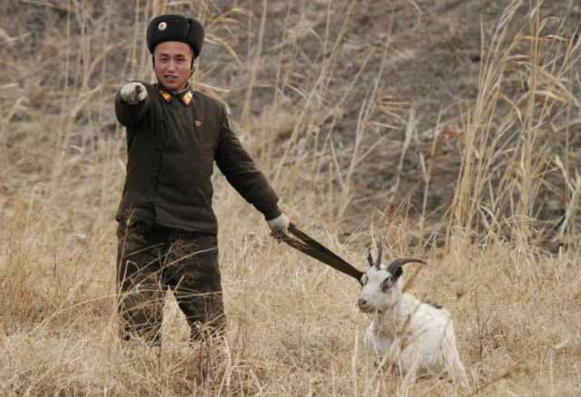 En Corée du Nord, pas de chien de garde mais des chèvres