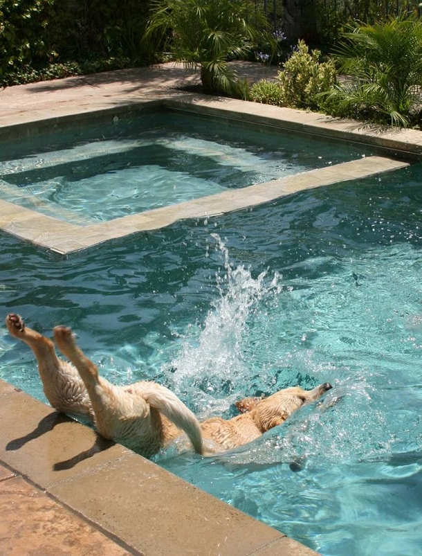 Un chien tombe dans une piscine