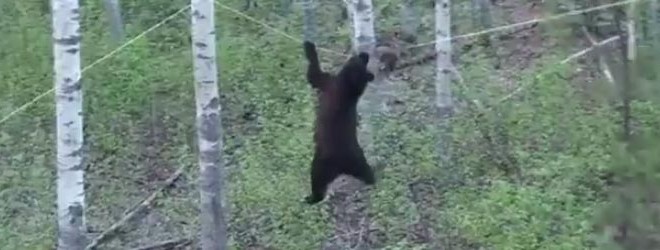 Un ours joue les équilibristres pour attraper un castor