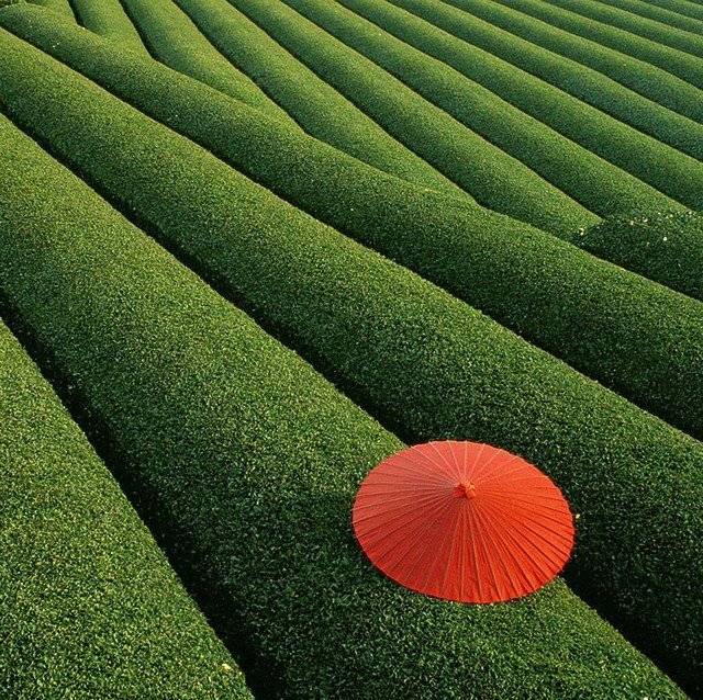 Les champs de thé en Chine 