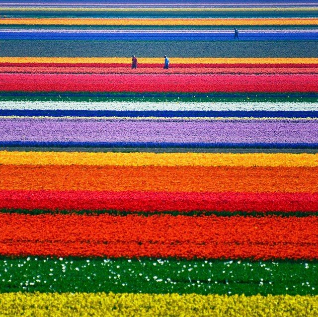 Champs de Tulipes aux Pays-Bas 
