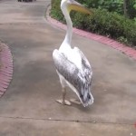 pelican-caid-chef-zoo-lol