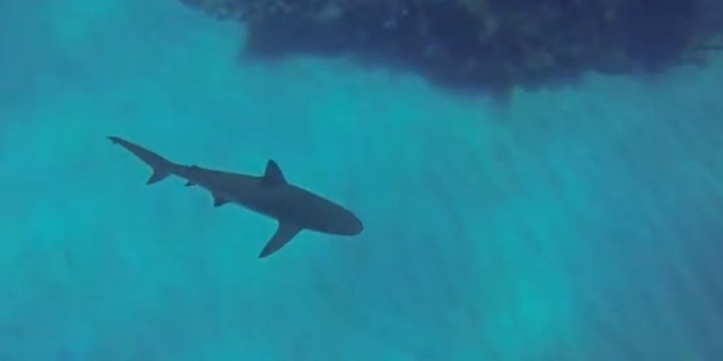 Un plongeur évite l’attaque d’un requin