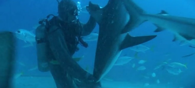 Un plongeur hypnotise un requin : insolite