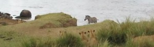 zebre-riviere-embuscade-lion