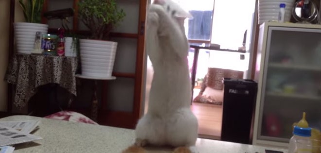 Un chat veut jouer avec des chatons