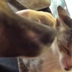 chien-ami-chat-compilation-cute