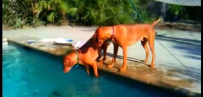 Un chien panique en voyant son maitre sous l’eau