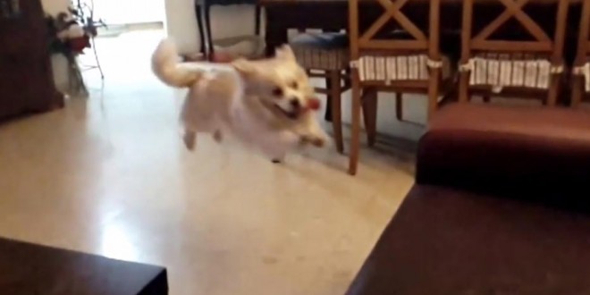 Un chien saute sur un canapé en slow-motion