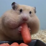 hamster-fait-grosse-reserve-lol