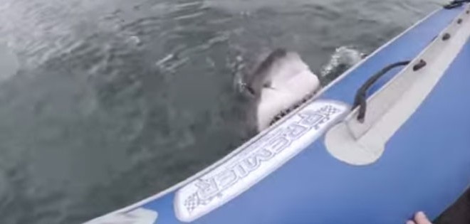 Un requin blanc attaque un bateau en Afrique du Sud