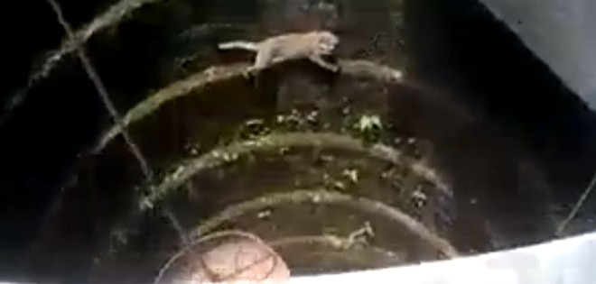 Ils aident un chat coincé dans un puits