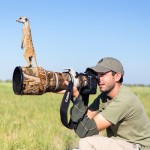 Meerkat on Camera