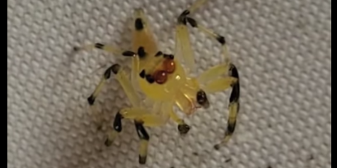 Une araignée transparente