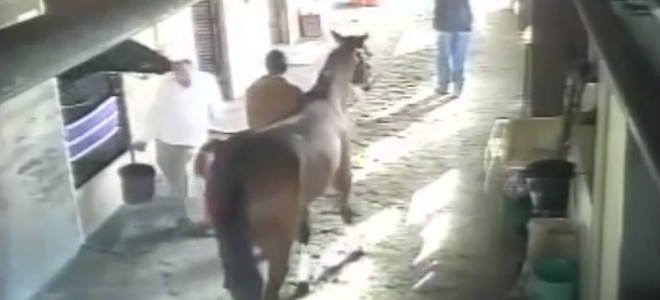 L’attaque mystère d’un cheval dans une écurie