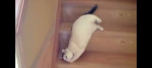 chat-escalier-lol
