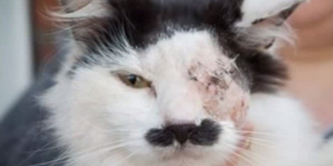 Un chat agressé et laissé pour mort car il ressemblait à Hitler