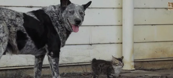 Un chien copain avec un chaton handicapé