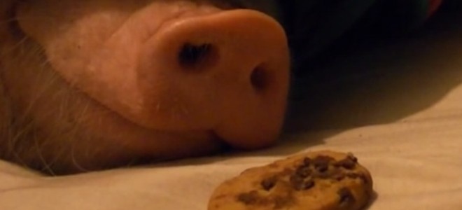 Le test du cookie devant le groin d’un cochon endormi