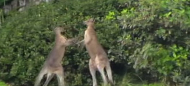 Un kangourou se bat et étrangle un autre kangourou
