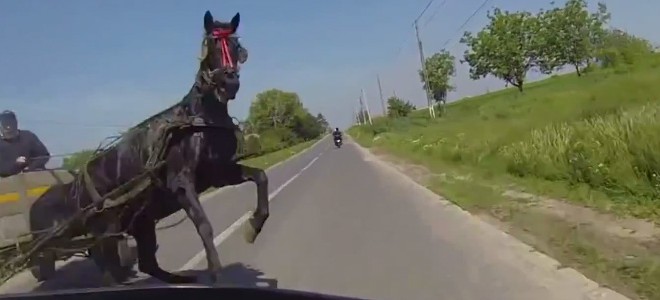 Une motarde manque de percuter un cheval